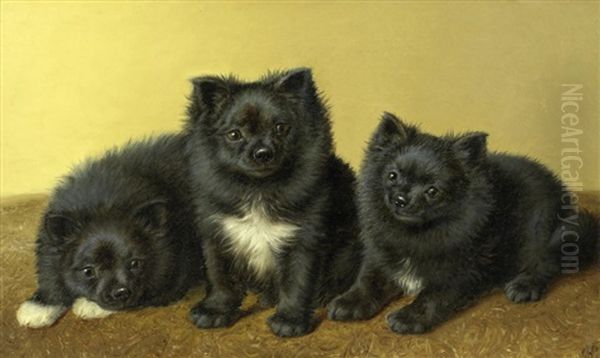 A Trio Of Pomeranians Oil Painting by Horatio Henry Couldery