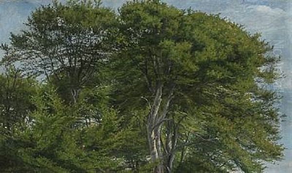 Tall Beech Trees Oil Painting by Janus la Cour