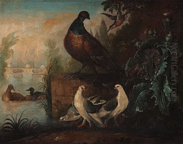 A Hummingbird, A Pheasant, Pigeons And Ducks Oil Painting by Marmaduke Cradock