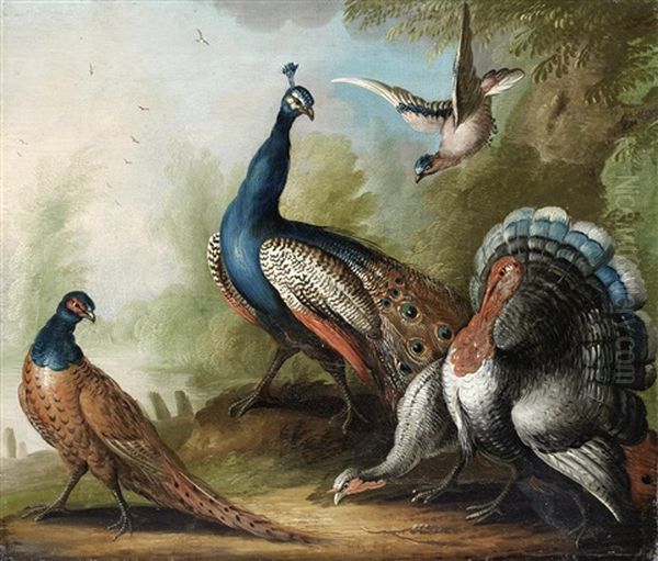 A Peacock, Pheasant, Turkey And Jay By A River Oil Painting by Marmaduke Cradock