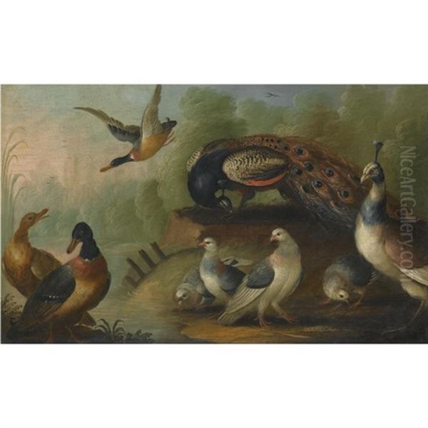 A River Landscape With A Peacock And A Peahen, Mallards And Other Birds Oil Painting by Marmaduke Cradock