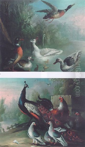 A Peacock, Chickens And Pigeons On A Riverbank Oil Painting by Marmaduke Cradock