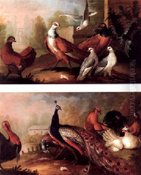 Peacocks, A Turkey And Fowl In A Landscape Oil Painting by Marmaduke Cradock