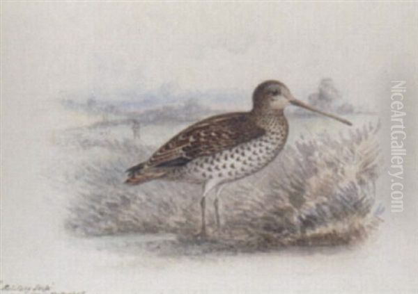 Solitary Snipe Oil Painting by George Edward Crawhall