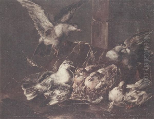 Pigeons Gathered Around A Nest In A Barn Interior Oil Painting by Angelo Maria (Crivellone) Crivelli