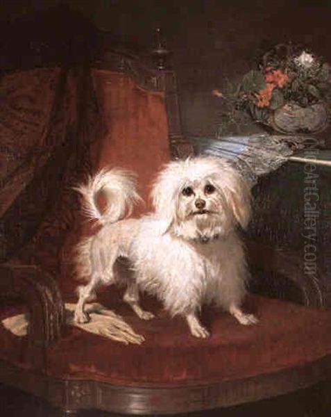 A Maltese Terrier On A Chair Oil Painting by Conradyn Cunaeus