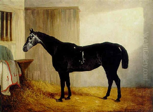 A Dark Grey Horse In A Stable Oil Painting by John Dalby