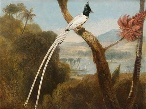 The Paradise Fly-catcher Of Ceylon Oil Painting by William Daniell