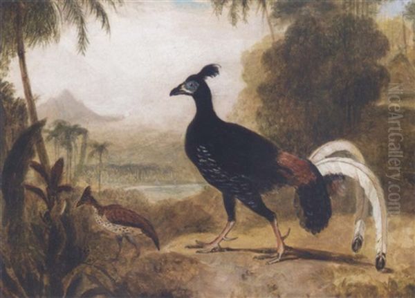 The Fire Pheasant Of The Island Of Java Oil Painting by William Daniell