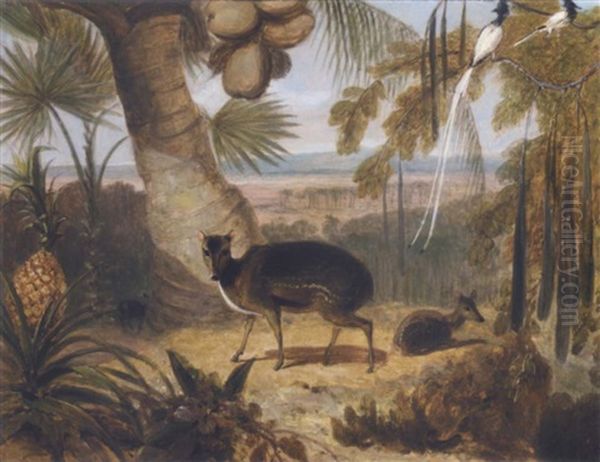 Musk Deer, And Birds Of Paradise Oil Painting by William Daniell