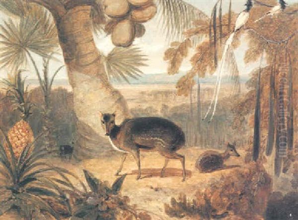 Musk Deer, And Birds Of Paradise Oil Painting by William Daniell