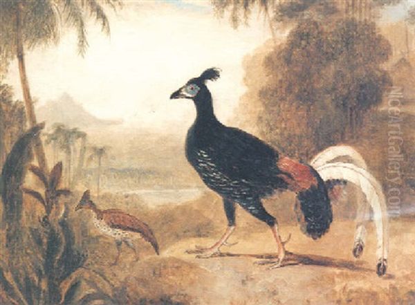 The Fire Pheasant Of The Island Of Java Oil Painting by William Daniell