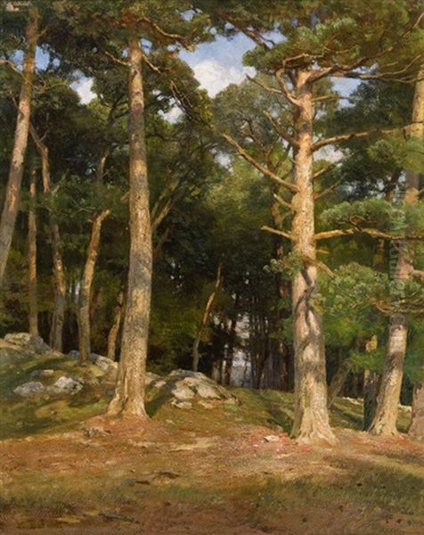 Pines In The Evening Sun Oil Painting by Hugo Darnaut