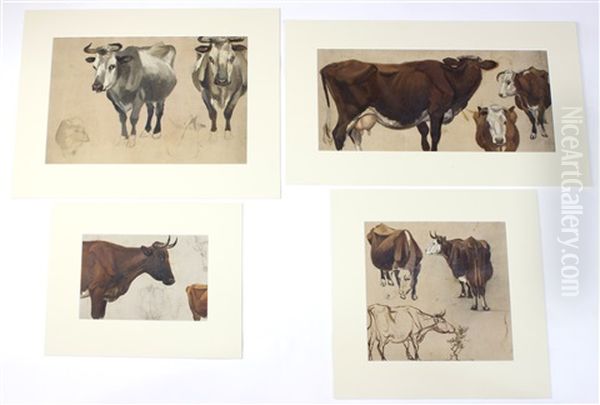 Cattle (4 Studies) Oil Painting by Henry William Banks Davis