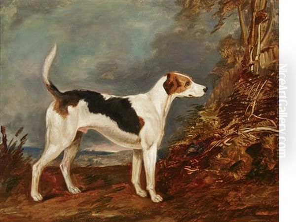 Spanker, An English Foxhound Oil Painting by Richard Barrett Davis