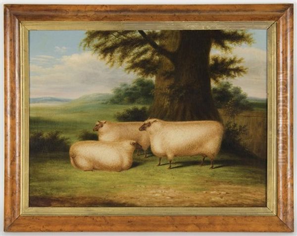 Three Sheep Under A Tree Oil Painting by William Henry Davis