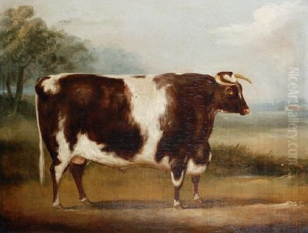 Bull (study) Oil Painting by William Henry Davis