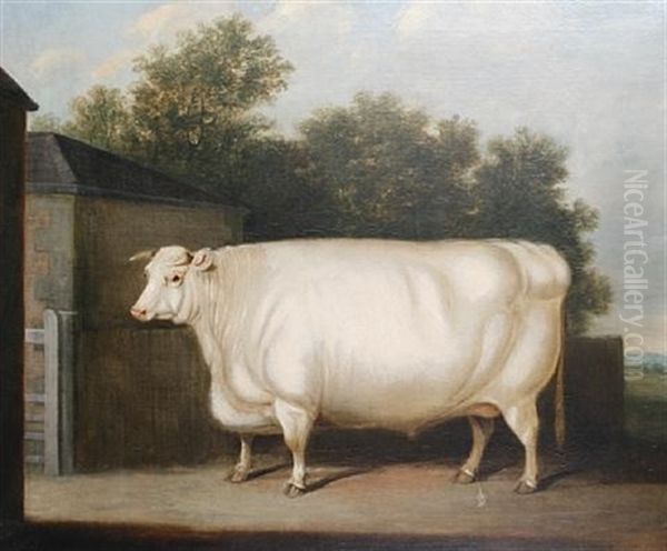 A Prize White Bull Standing Beside A Farmyard Gate Oil Painting by William Henry Davis