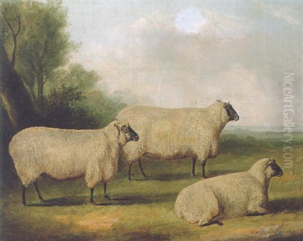 Three Sheep In A Landscape Oil Painting by William Henry Davis