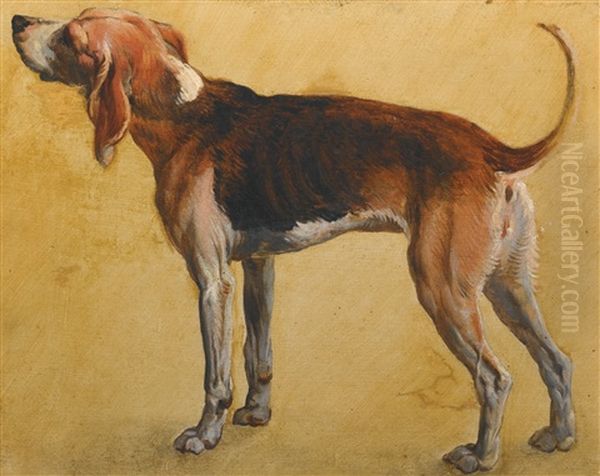 Study Of Rougeaude, A Beagle Belonging To Louix Xiv Oil Painting by Alexandre Francois Desportes