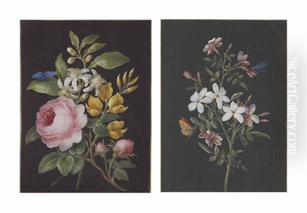 A Spray Of Pink Roses With A Blue Butterfly (lycaenidae); And A Spray Of White Jasmine With A Large Copper Butterfly (lycaenidae) And A Dragonfly Oil Painting by Barbara Regina Dietzsch