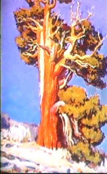 Ancient Juniper Oil Painting by Maynard Dixon