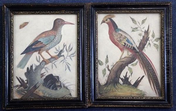 Studies Of Exotic Birds (2 Works) Oil Painting by Samuel Dixon