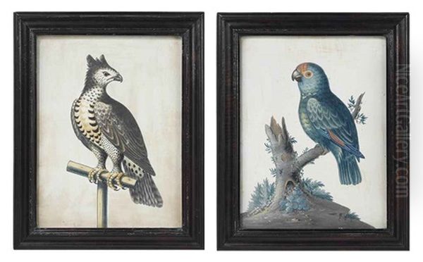 Eagle On A Perch (+ Eagle On A Perch; Pair) Oil Painting by Samuel Dixon