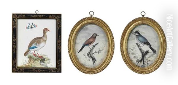 Finch Perched On A Branch (+ 2 Others; 3 Works) Oil Painting by Samuel Dixon