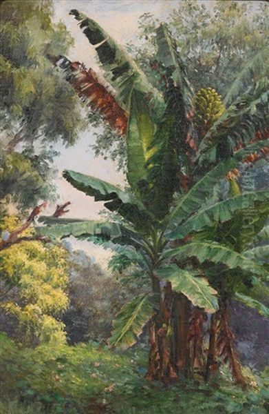 Banana Tree Grove Oil Painting by Helen Thomas Dranga