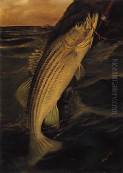 Striped Bass Oil Painting by Harry Driscole