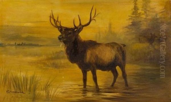 Elk Oil Painting by Nora Drummond