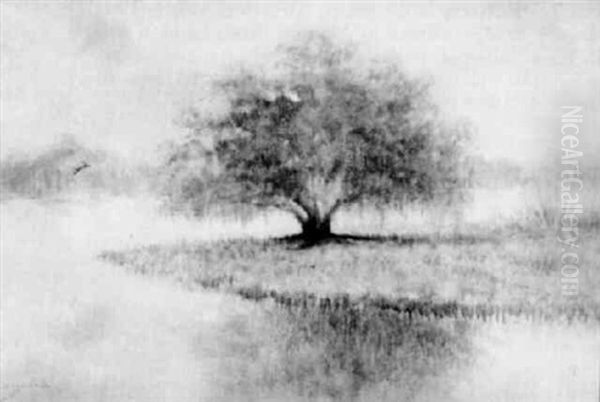 Louisiana Live Oak On A Misty Morning Oil Painting by Alexander John Drysdale