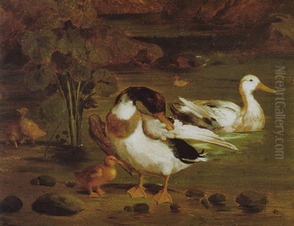 Wildenten An Einem Teich Oil Painting by Giorgio (Count) Durante