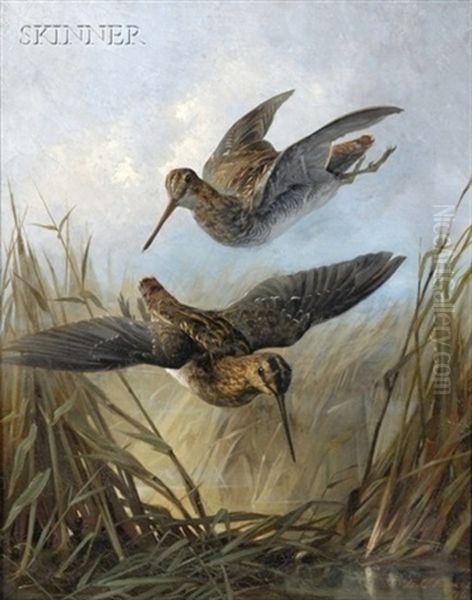 Woodcocks In Dropping Flight Oil Painting by Lawrence Carmichael Earle