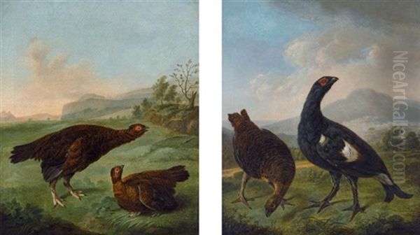 Grouse (pair) Oil Painting by Stephen Elmer