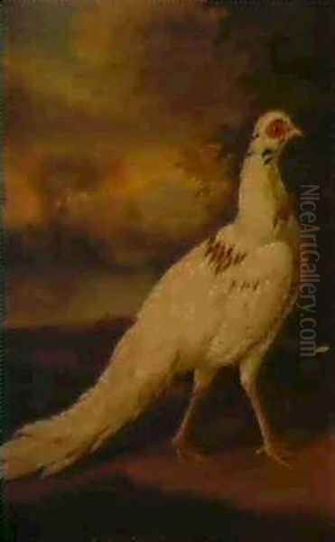 A White Pheasant In A River Landscape Oil Painting by Stephen Elmer