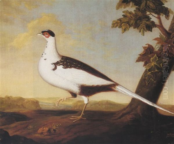 A White Pheasant In A Landscape Oil Painting by Stephen Elmer