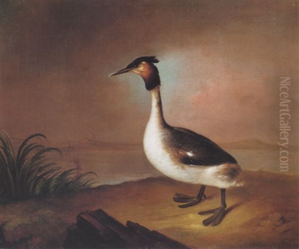 A Great Crested Grebe By A Lake Oil Painting by Stephen Elmer