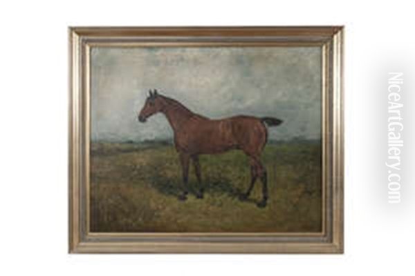 Study Of A Bay Gelding Oil Painting by John Emms