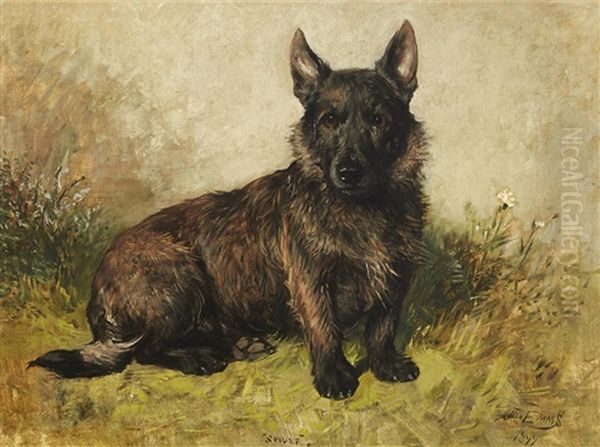 Spider, Portrait Of A Scottish Terrier Oil Painting by John Emms