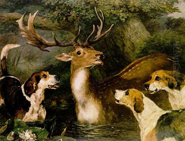 The Stag At Bay Oil Painting by John Emms