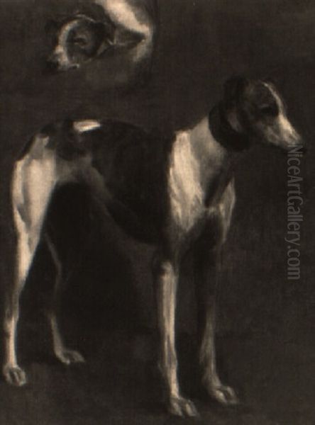 Study Of A Greyhound (lucifer Ii?) Oil Painting by John Emms