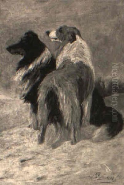 Two Border Collies Oil Painting by John Emms