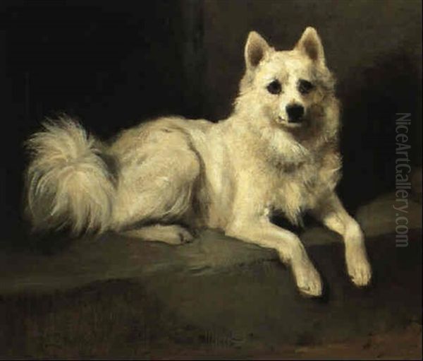 Minnie, The White Spitz Oil Painting by John Emms