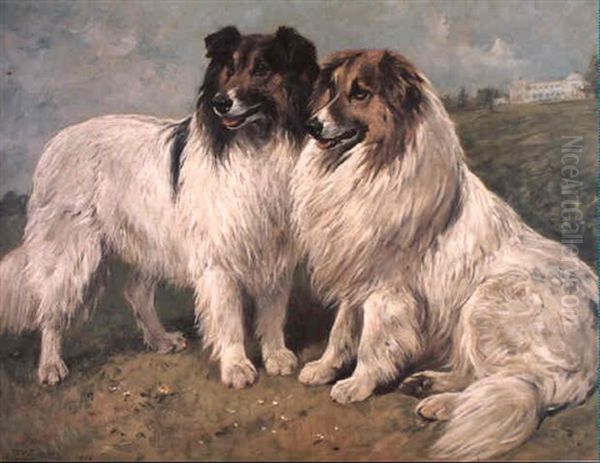 A Couple Of Collie Dogs Oil Painting by John Emms