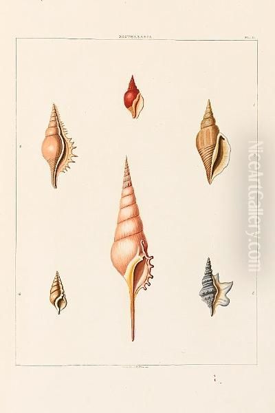 Conchology, Or The Natural History Of Shells: Containing A New Arrangement Of The Genera And Species, Illustrated By Coloured Engravings Executed From The Natural Specimens, And Including The Latest Discoveries Oil Painting by George Percy Ashburnham