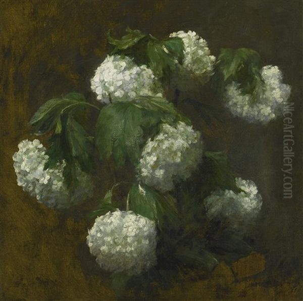 White Hydrangeas Oil Painting by Victoria Dubourg Fantin-Latour