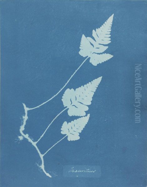 Mauritius Oil Painting by Anna Atkins