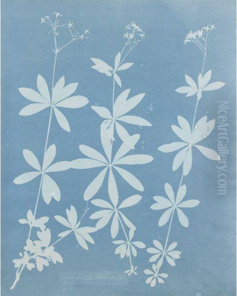 Aspidium Jamaica Oil Painting by Anna Atkins